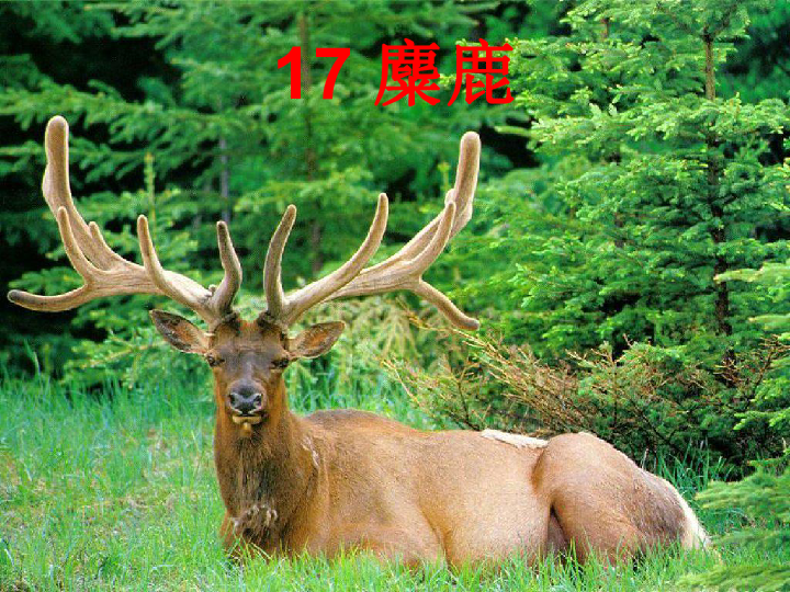 四不像玄机解特图,四不像玄机解特图——神秘图腾的奥秘