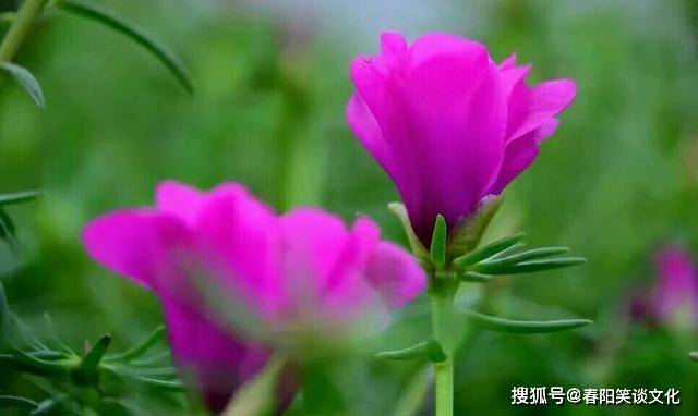 澳门4949资料最经典的一句,澳门4949资料最经典的一句——探索其背后深意与启示