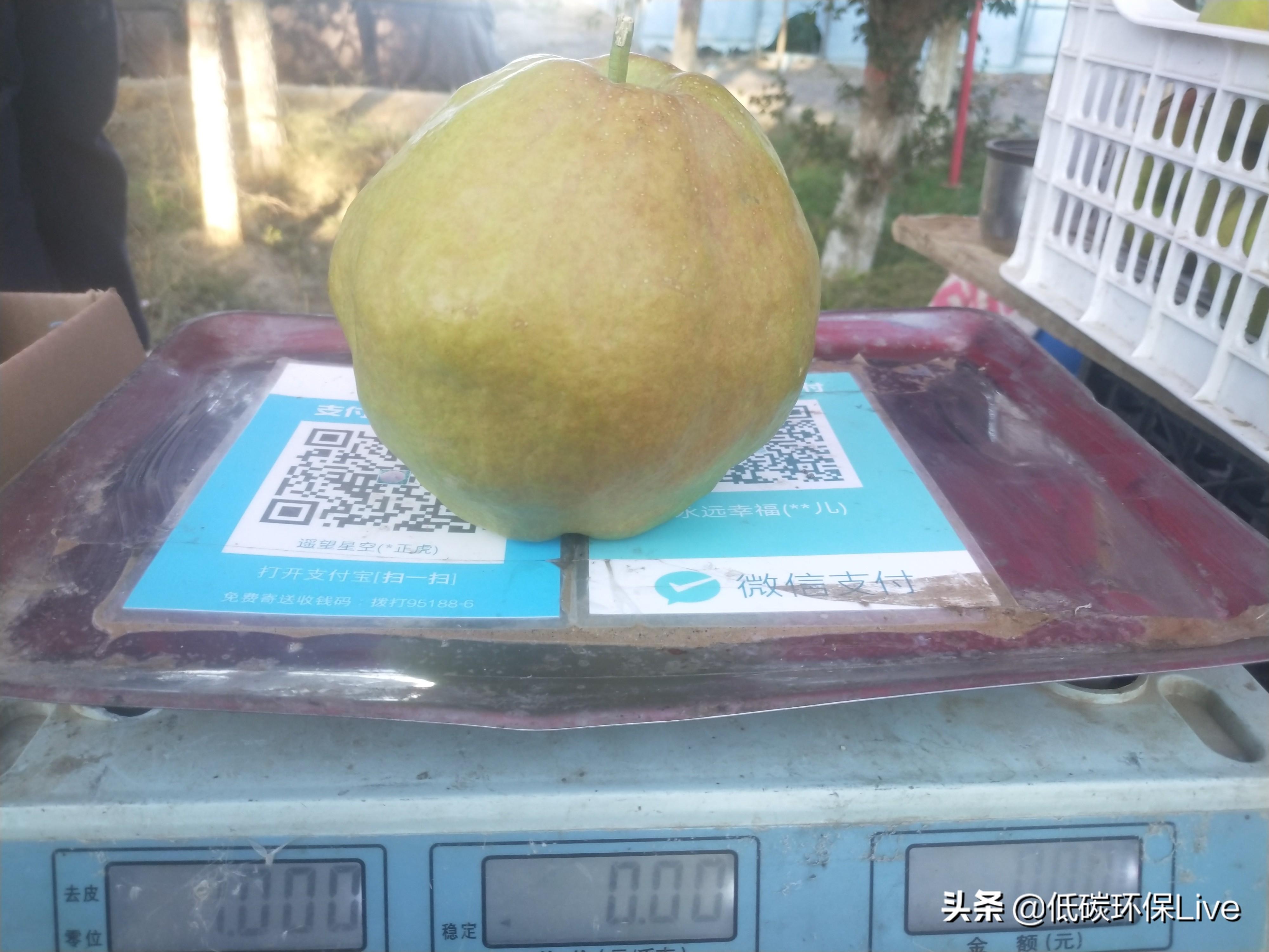 王中王王中王免费资料大全一,王中王王中王免费资料大全一，深度解析与探索