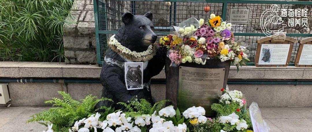 澳门六开奖历史记录软件特色,澳门六开奖历史记录软件特色解析